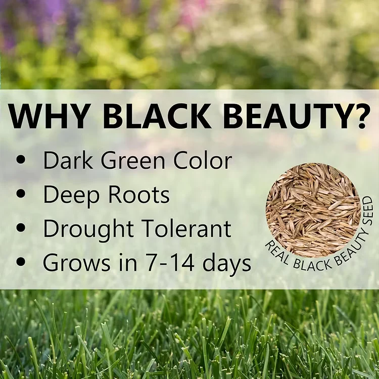 Evergreen Dwarf Grass Seed for Four Seasons| Durable, Vibrant Green All Year