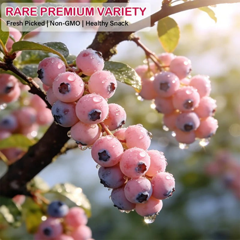 Premium Pink Blueberry Seeds 🌱BUY 1 GET 1 FREE 🌸 With Plant Growth Supplement