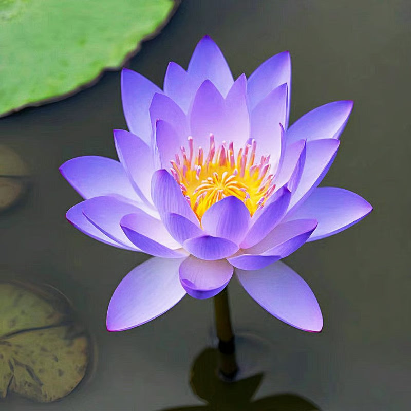 [7 days Germination] The Sacred Bonsai Bowl Lotus Flower 🪷