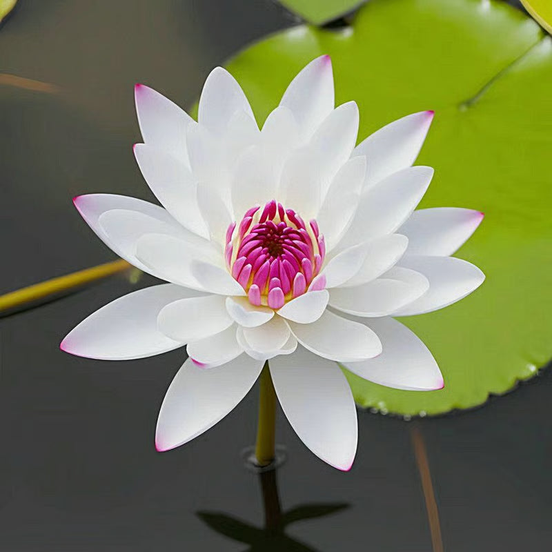 [7 days Germination] The Sacred Bonsai Bowl Lotus Flower 🪷