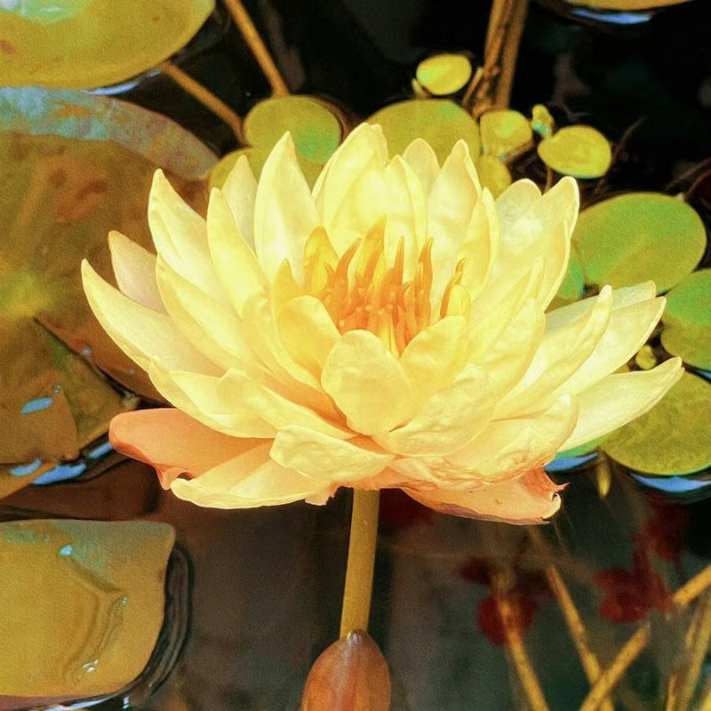 [7 days Germination] The Sacred Bonsai Bowl Lotus Flower 🪷