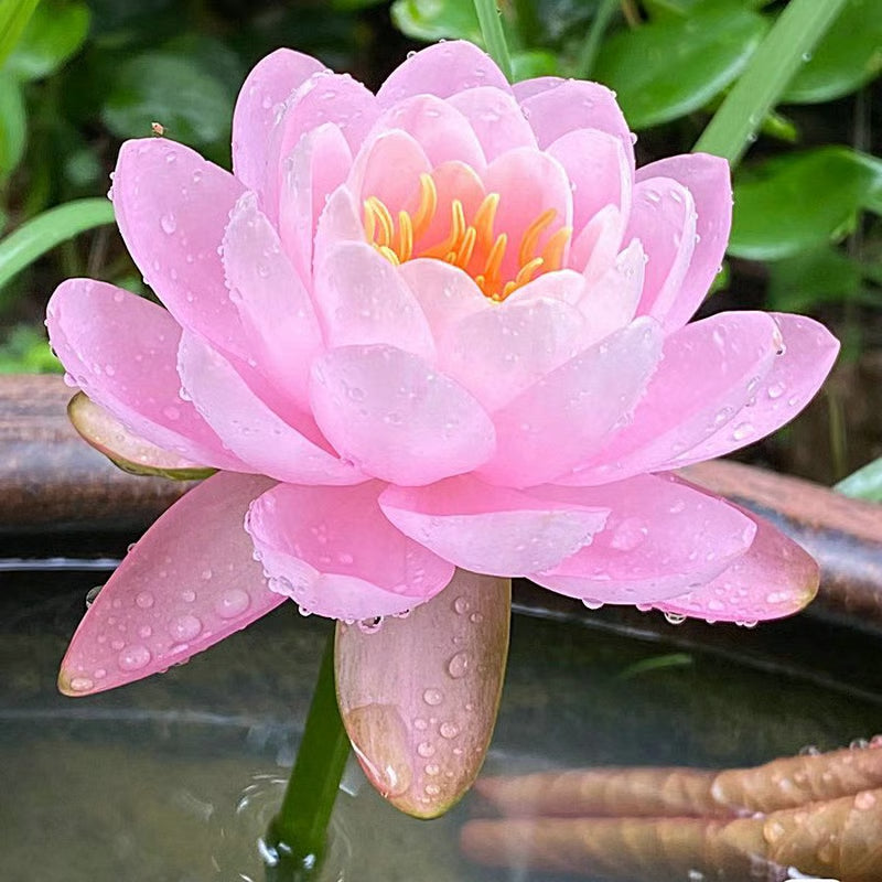 [7 days Germination] The Sacred Bonsai Bowl Lotus Flower 🪷