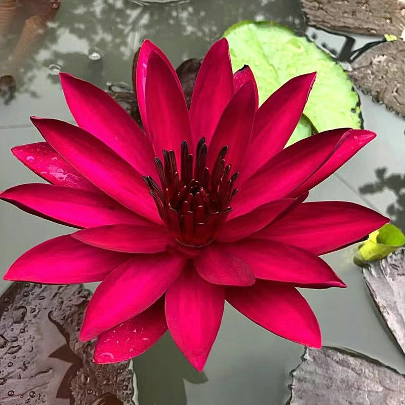 [7 days Germination] The Sacred Bonsai Bowl Lotus Flower 🪷