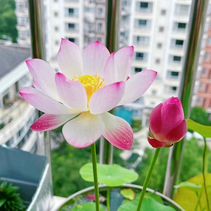 [7 days Germination] The Sacred Bonsai Bowl Lotus Flower 🪷