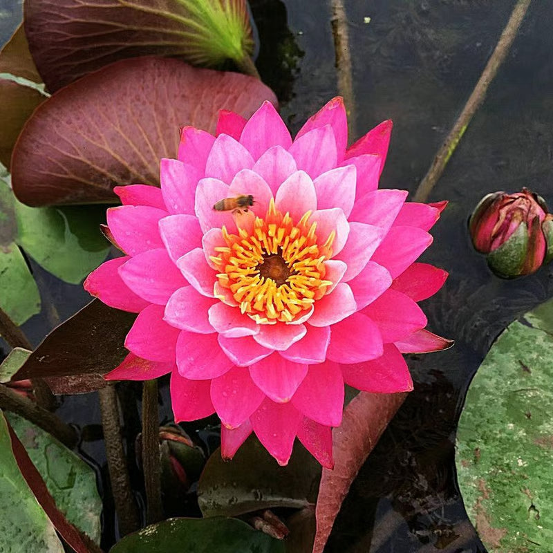 [7 days Germination] The Sacred Bonsai Bowl Lotus Flower 🪷