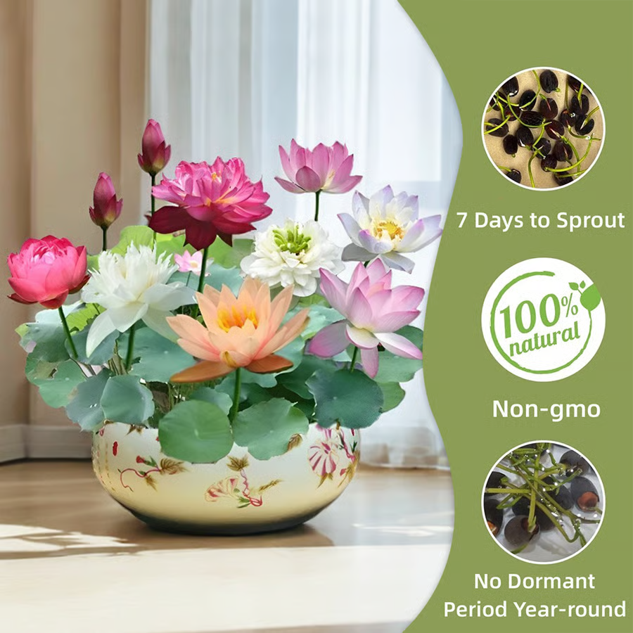 [7 days Germination] The Sacred Bonsai Bowl Lotus Flower 🪷