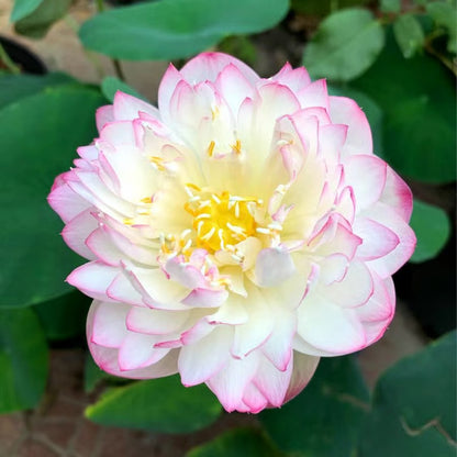[7 days Germination] The Sacred Bonsai Bowl Lotus Flower 🪷