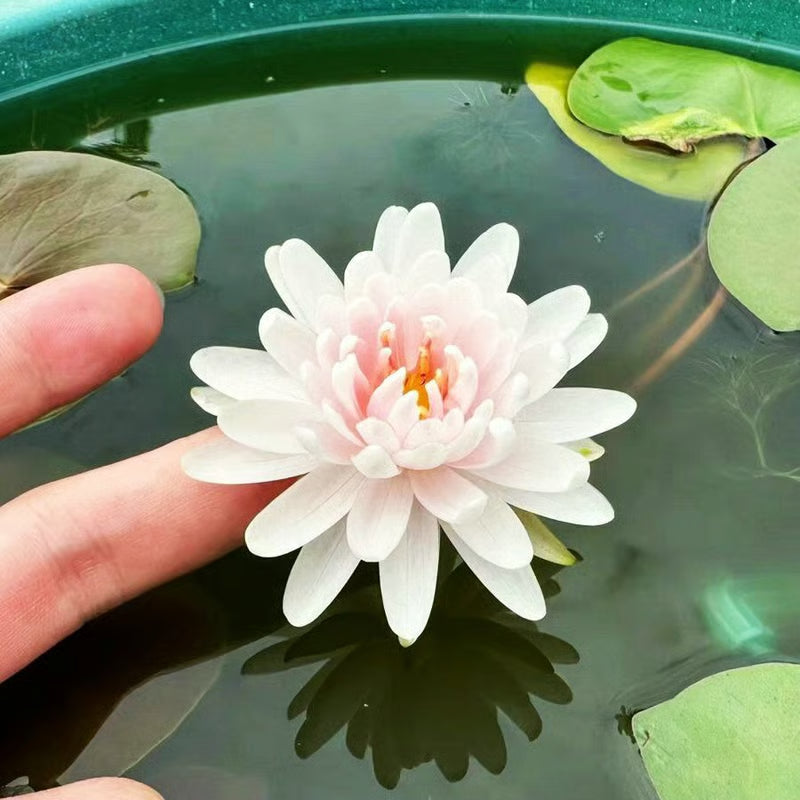 [7 days Germination] The Sacred Bonsai Bowl Lotus Flower 🪷