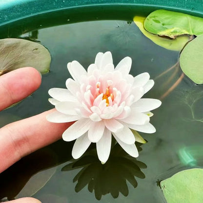 [7 days Germination] The Sacred Bonsai Bowl Lotus Flower 🪷
