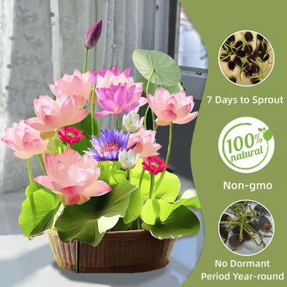 [7 days Germination] The Sacred Bonsai Bowl Lotus Flower 🪷