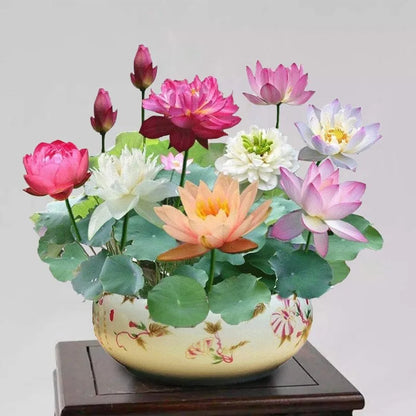 [7 days Germination] The Sacred Bonsai Bowl Lotus Flower 🪷