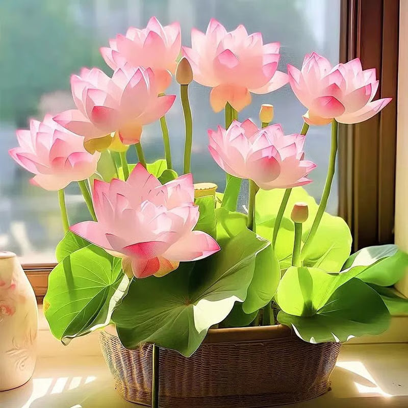 [7 days Germination] The Sacred Bonsai Bowl Lotus Flower 🪷