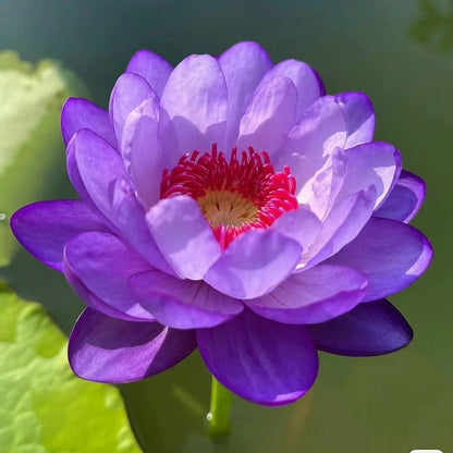 [7 days Germination] The Sacred Bonsai Bowl Lotus Flower 🪷