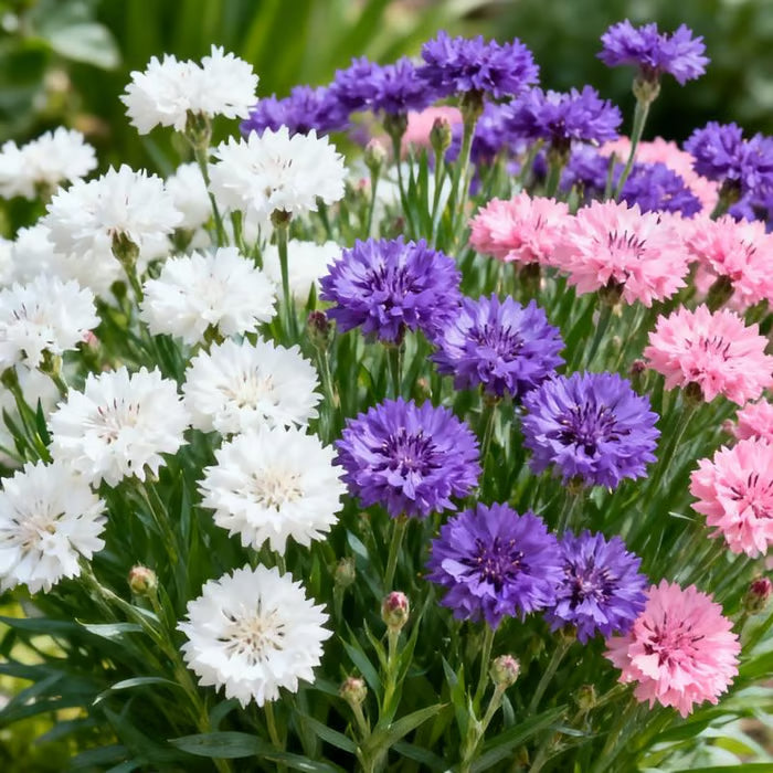 🌱 Premium Quality Cornflower Seeds – The “Unstoppable” Wildflower That Grows Everywhere + FREE Plant Growth Supplement