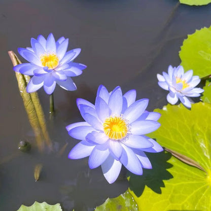 [7 days Germination] The Sacred Bonsai Bowl Lotus Flower 🪷