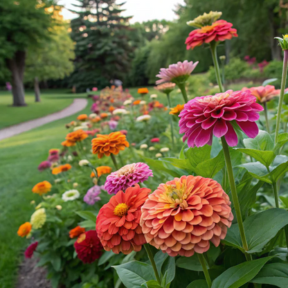 Double Zinnia Mixed Color Seeds 🌱BUY 1 GET 1 FREE 🌸 With Plant Growth Supplement