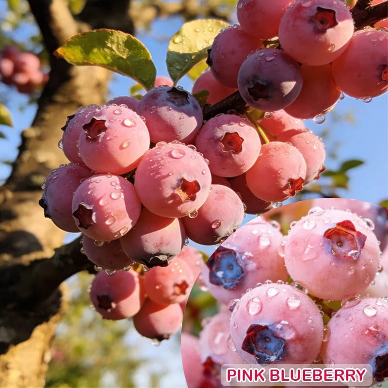 Premium Pink Blueberry Seeds 🌱BUY 1 GET 1 FREE 🌸 With Plant Growth Supplement