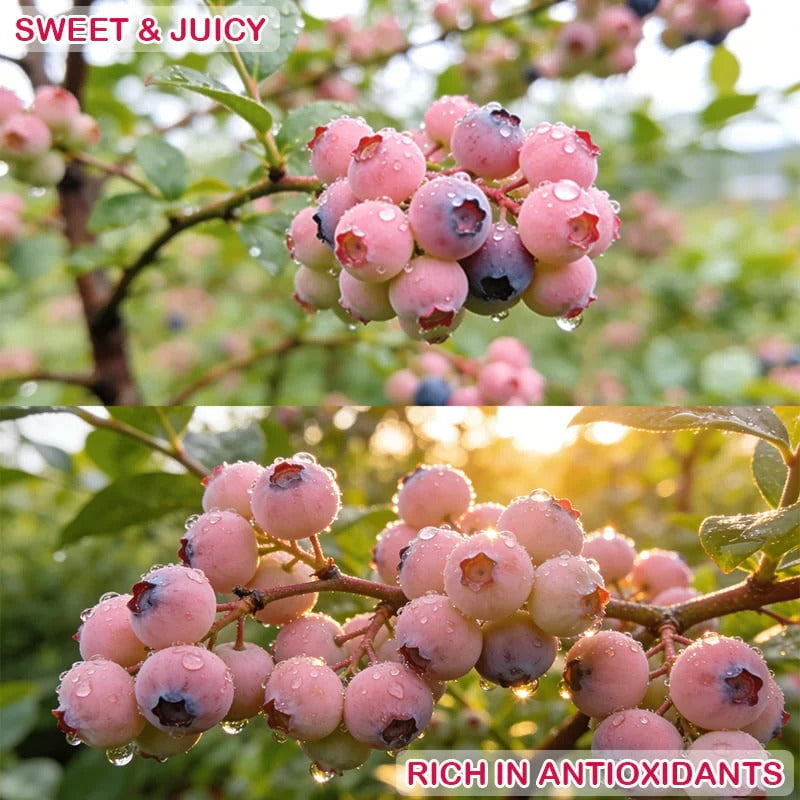 Premium Pink Blueberry Seeds 🌱BUY 1 GET 1 FREE 🌸 With Plant Growth Supplement