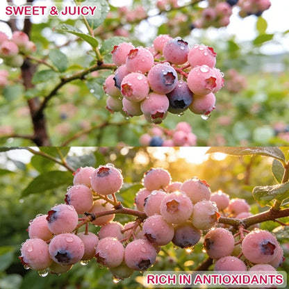 Premium Pink Blueberry Seeds 🌱BUY 1 GET 1 FREE 🌸 With Plant Growth Supplement