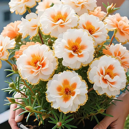 Golden Lace Portulaca Brilliant Double Blooms for Effortless Summer Color