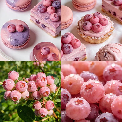 Premium Pink Blueberry Seeds 🌱BUY 1 GET 1 FREE 🌸 With Plant Growth Supplement