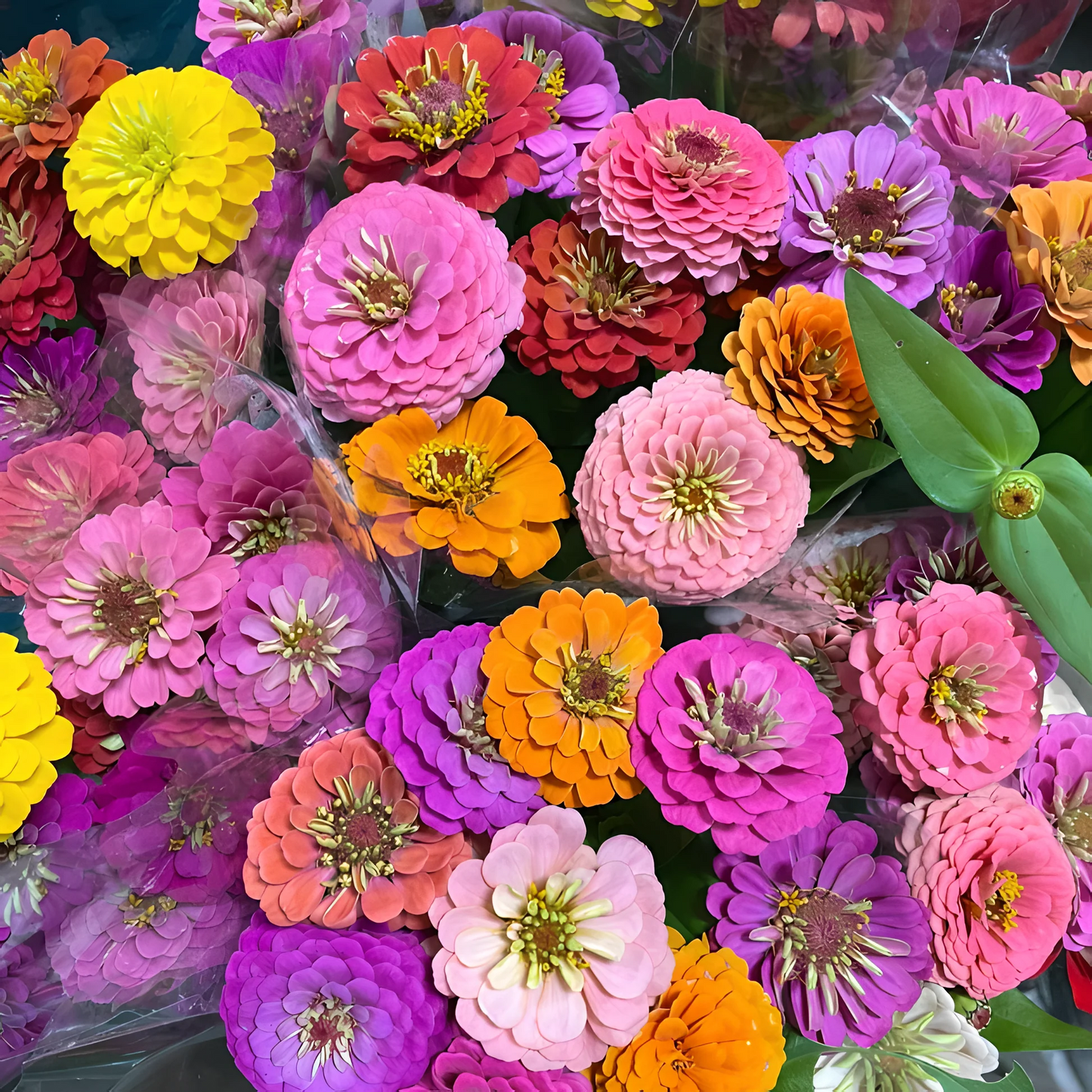 Double Zinnia Mixed Color Seeds 🌱BUY 1 GET 1 FREE 🌸 With Plant Growth Supplement