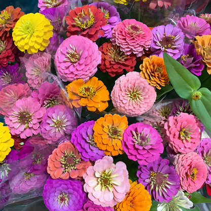 Double Zinnia Mixed Color Seeds 🌱BUY 1 GET 1 FREE 🌸 With Plant Growth Supplement