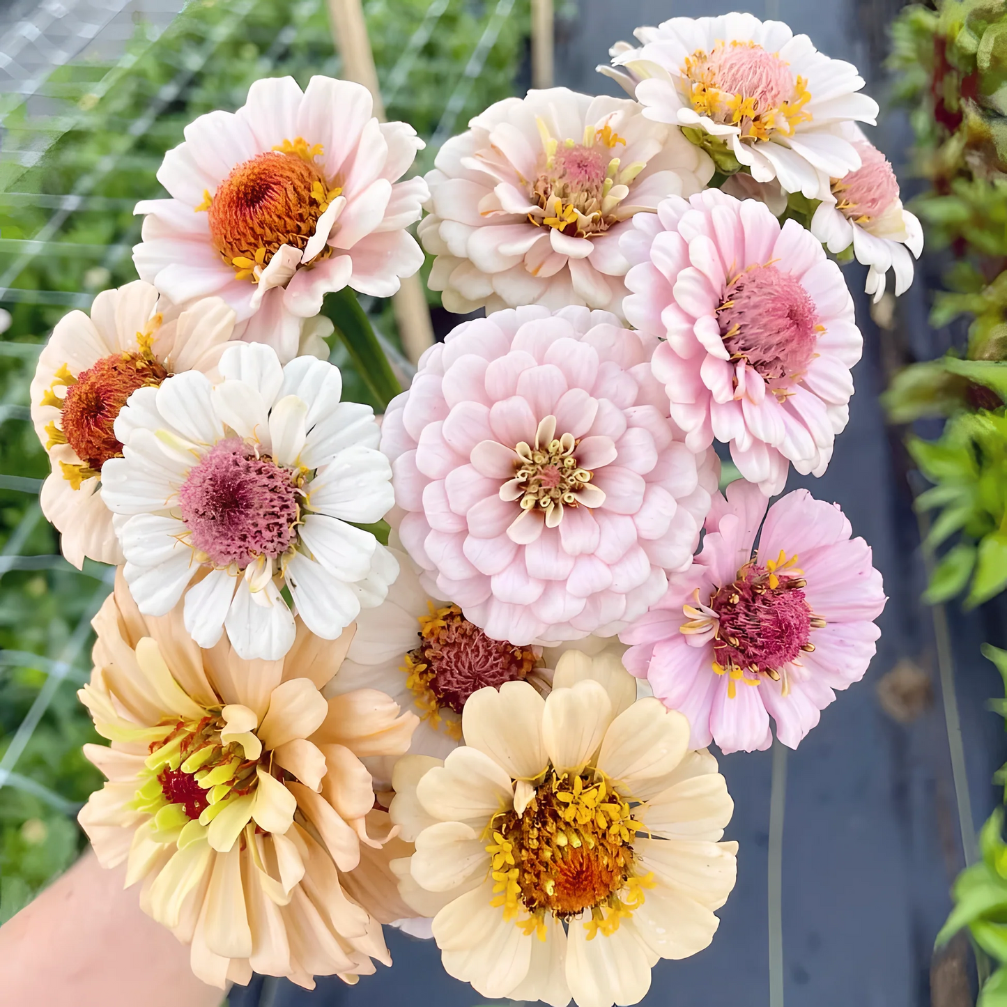 Double Zinnia Mixed Color Seeds 🌱BUY 1 GET 1 FREE 🌸 With Plant Growth Supplement