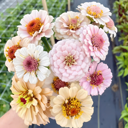Double Zinnia Mixed Color Seeds 🌱BUY 1 GET 1 FREE 🌸 With Plant Growth Supplement