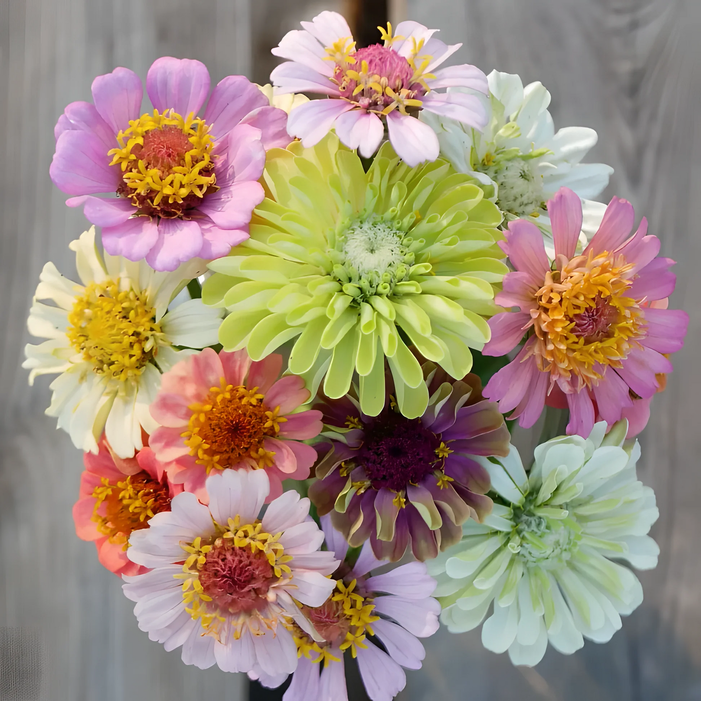 Double Zinnia Mixed Color Seeds 🌱BUY 1 GET 1 FREE 🌸 With Plant Growth Supplement