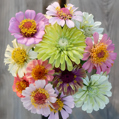 Double Zinnia Mixed Color Seeds 🌱BUY 1 GET 1 FREE 🌸 With Plant Growth Supplement