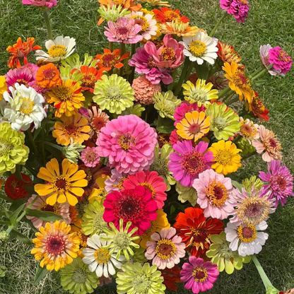 Double Zinnia Mixed Color Seeds 🌱BUY 1 GET 1 FREE 🌸 With Plant Growth Supplement