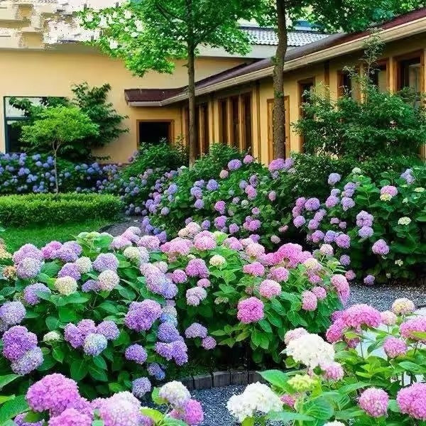 🌈Mix Hydrangea Seeds - Beautiful and Hardy Perennial Seeds for Your Garden