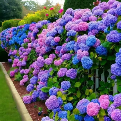 🌈Mix Hydrangea Seeds - Beautiful and Hardy Perennial Seeds for Your Garden