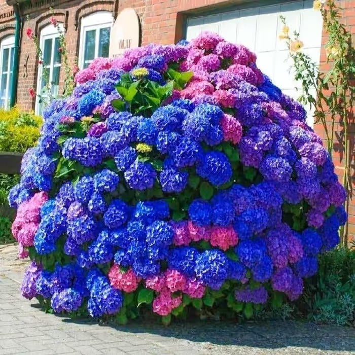 🌈Mix Hydrangea Seeds - Beautiful and Hardy Perennial Seeds for Your Garden