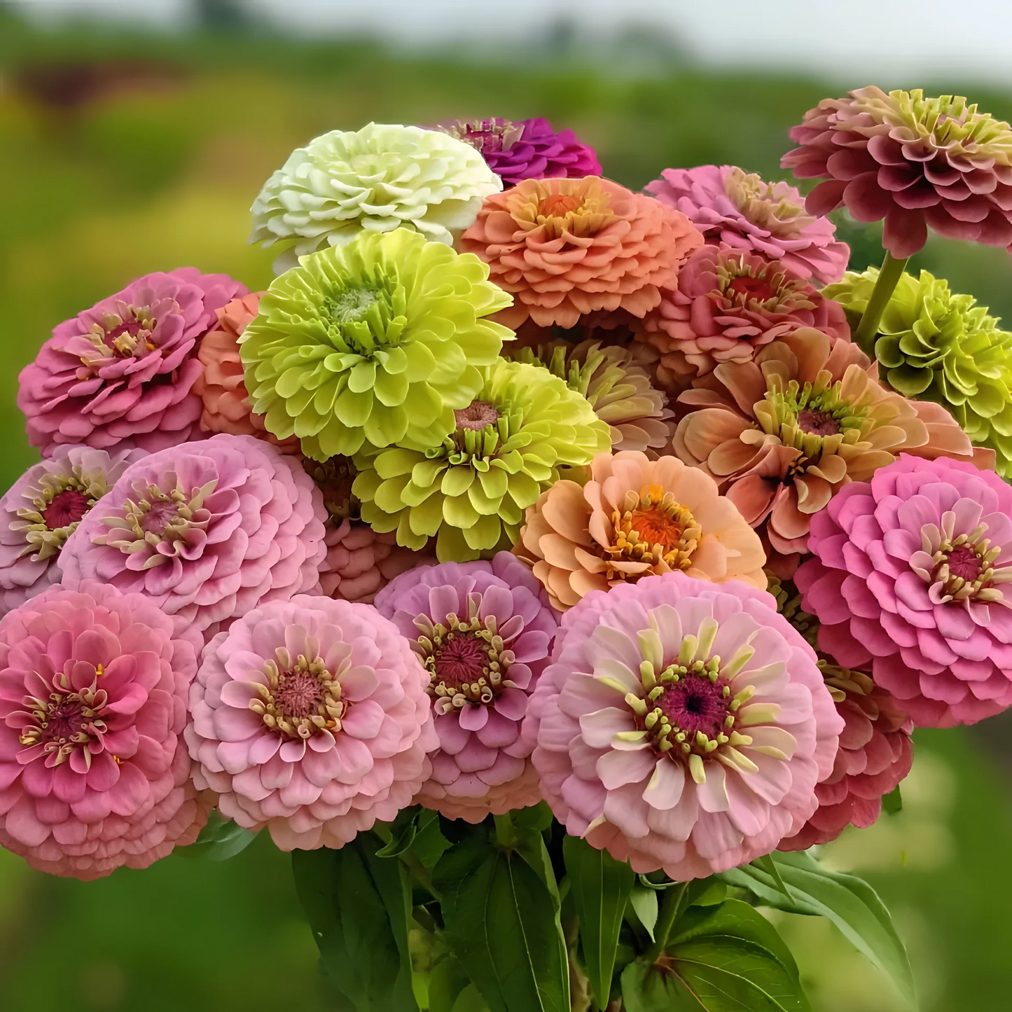 Double Zinnia Mixed Color Seeds 🌱BUY 1 GET 1 FREE 🌸 With Plant Growth Supplement