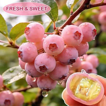 Premium Pink Blueberry Seeds 🌱BUY 1 GET 1 FREE 🌸 With Plant Growth Supplement