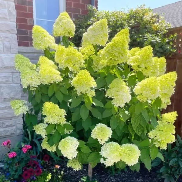 🌈Mix Hydrangea Seeds - Beautiful and Hardy Perennial Seeds for Your Garden