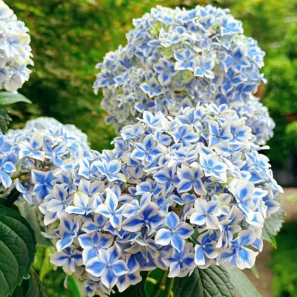 🌈Mix Hydrangea Seeds - Beautiful and Hardy Perennial Seeds for Your Garden