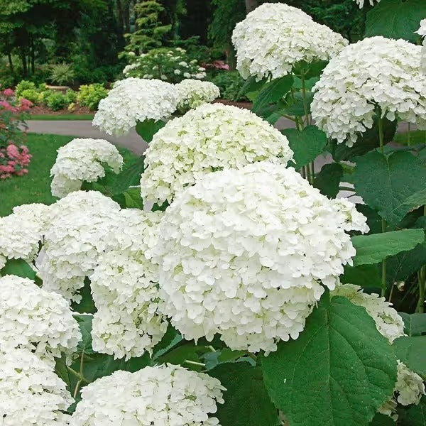 🌈Mix Hydrangea Seeds - Beautiful and Hardy Perennial Seeds for Your Garden