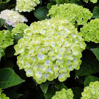 🌈Mix Hydrangea Seeds - Beautiful and Hardy Perennial Seeds for Your Garden