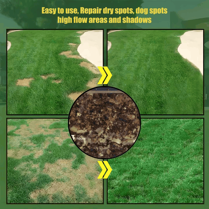 Evergreen Dwarf Grass Seed for Four Seasons| Durable, Vibrant Green All Year