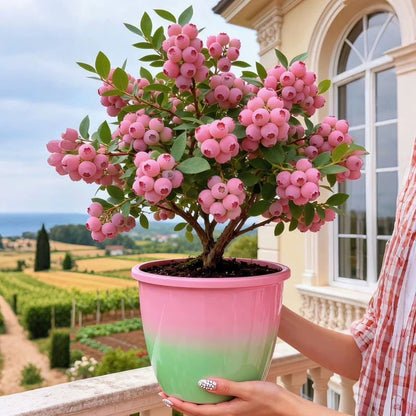 Premium Pink Blueberry Seeds 🌱BUY 1 GET 1 FREE 🌸 With Plant Growth Supplement