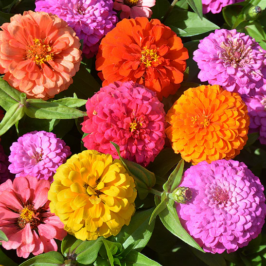 Double Zinnia Mixed Color Seeds 🌱BUY 1 GET 1 FREE 🌸 With Plant Growth Supplement