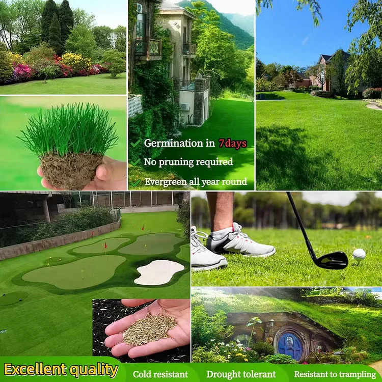 Evergreen Dwarf Grass Seed for Four Seasons| Durable, Vibrant Green All Year