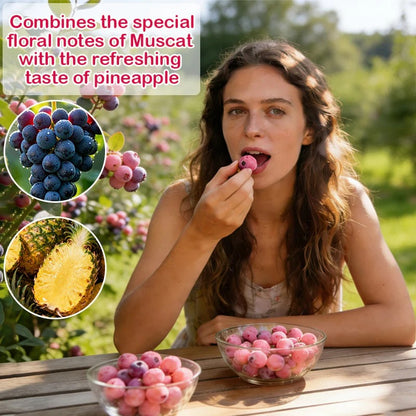 Premium Pink Blueberry Seeds 🌱BUY 1 GET 1 FREE 🌸 With Plant Growth Supplement
