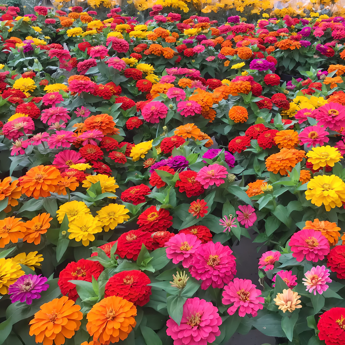 Double Zinnia Mixed Color Seeds 🌱BUY 1 GET 1 FREE 🌸 With Plant Growth Supplement