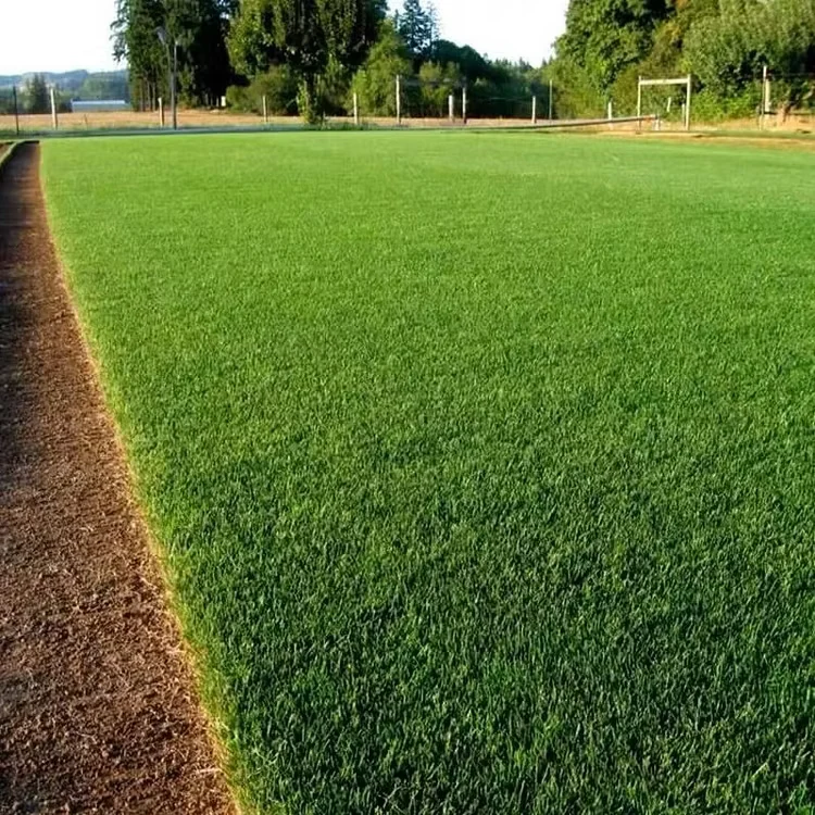 Evergreen Dwarf Grass Seed for Four Seasons| Durable, Vibrant Green All Year