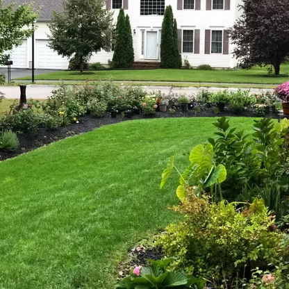 Evergreen Dwarf Grass Seed for Four Seasons| Durable, Vibrant Green All Year