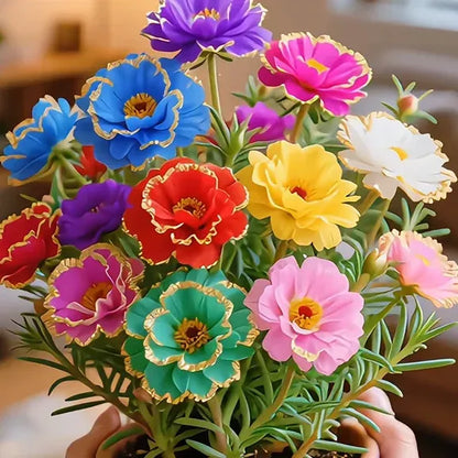 Golden Lace Portulaca Brilliant Double Blooms for Effortless Summer Color